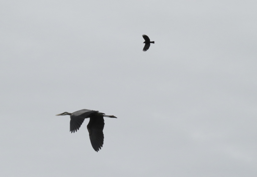 Red-winged Blackbird and Great Blue Heron